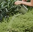 Watering plants
